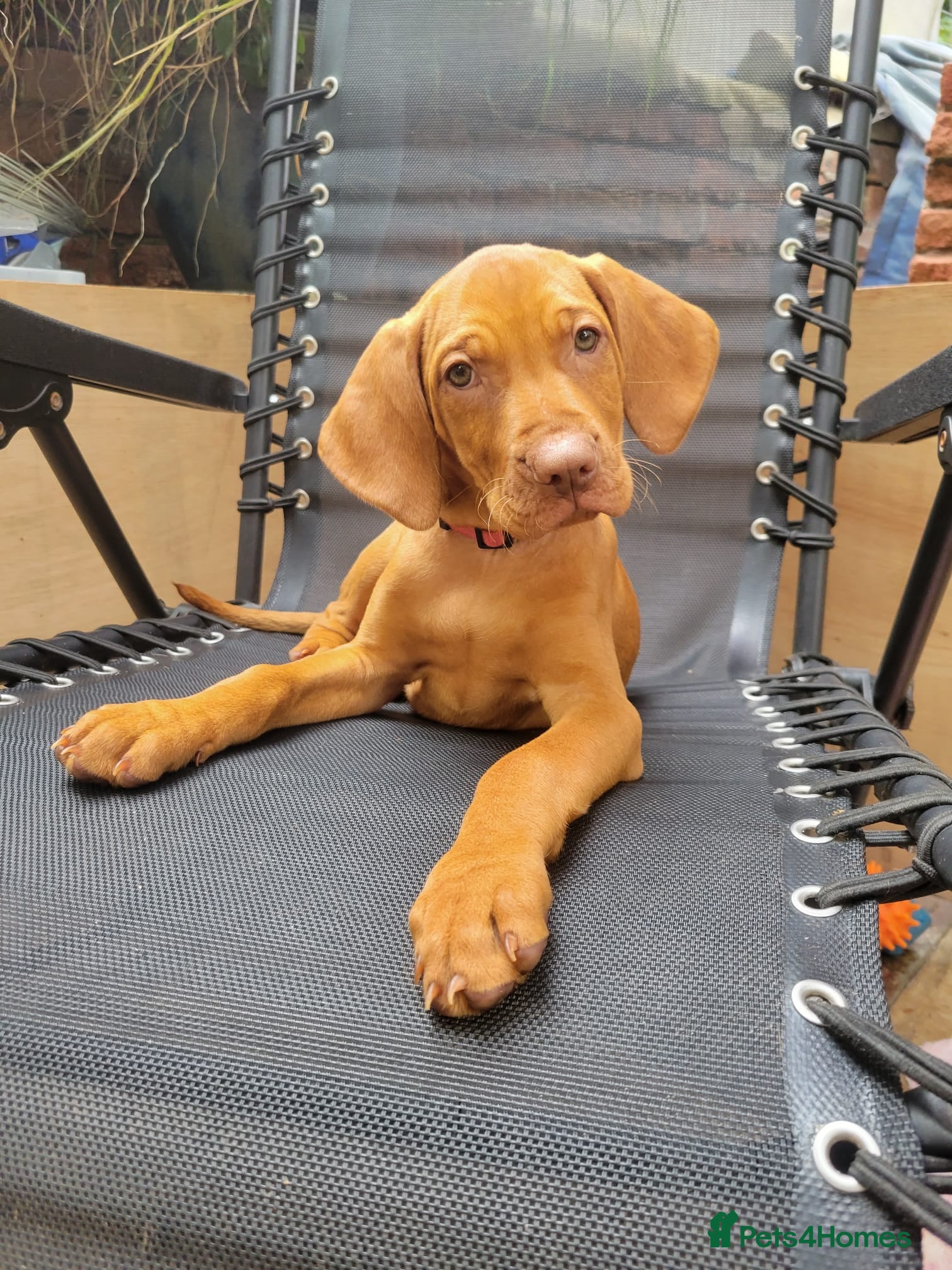 Hungarian Vizsla dogs Hungarian Vizsla - Advert 2