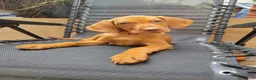 Hungarian Vizsla dogs for sale: Hungarian Vizsla - Advert 3