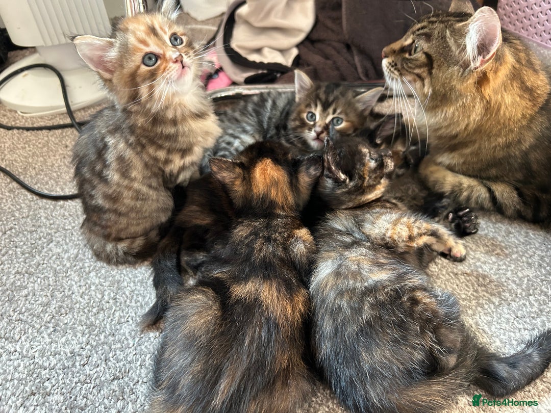 Mixed Breed cats for sale: 2 fluffy girls left out of litter of 5 - Image 7