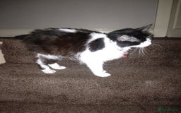 Mixed Breed cats for sale: FREE to good home - Image 8