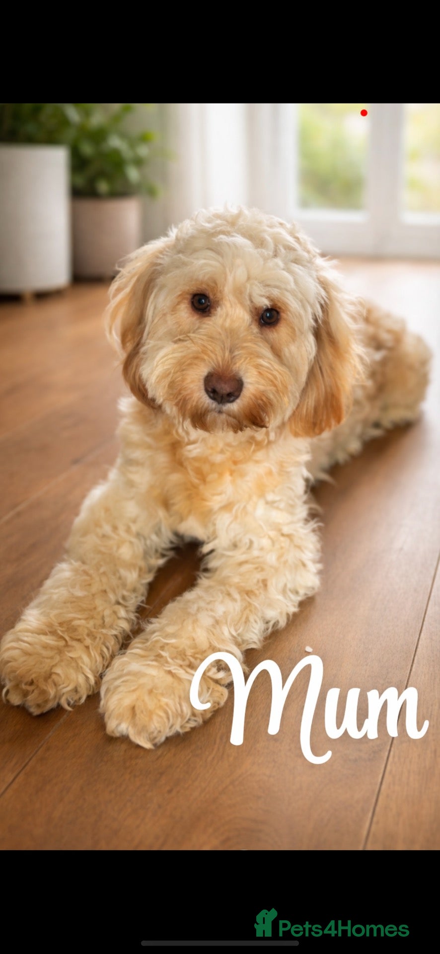 Cockapoo dogs Cockapoo rainbow litter 🌈  - Advert 1