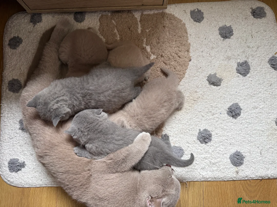 British Shorthair cats for sale: Adorable British Shorthair Kittens  in Coventry - Advert 2