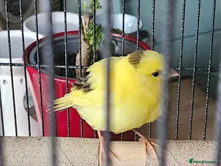 Canaries birds Young canary 6 weeks old - Advert 1