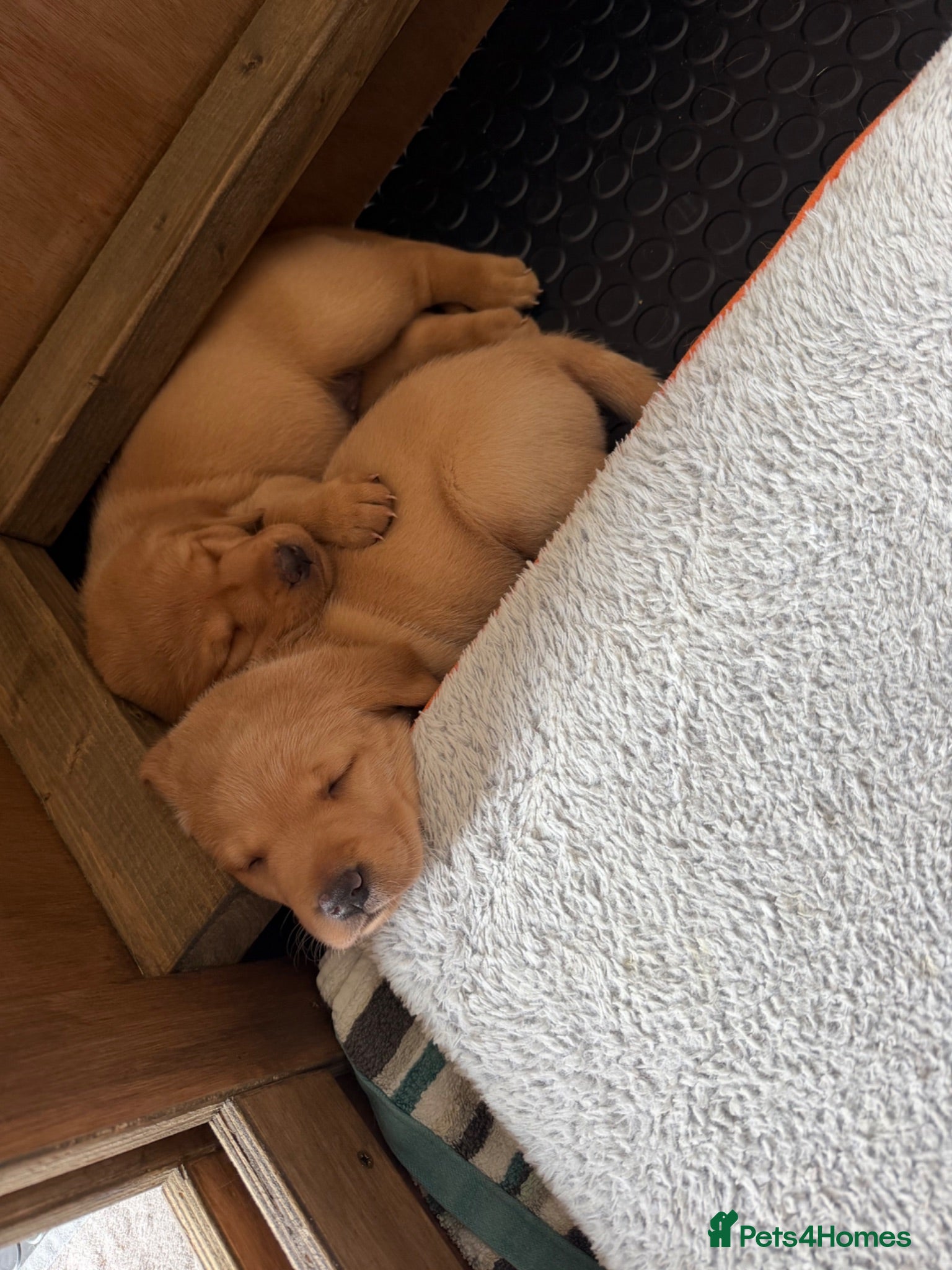 Labrador Retriever dogs Beautiful Red Fox Labrador Retriever Puppies - Advert 3