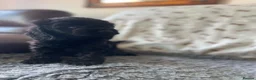Cockapoo dogs for sale: Stunning American cockapoos - Advert 11