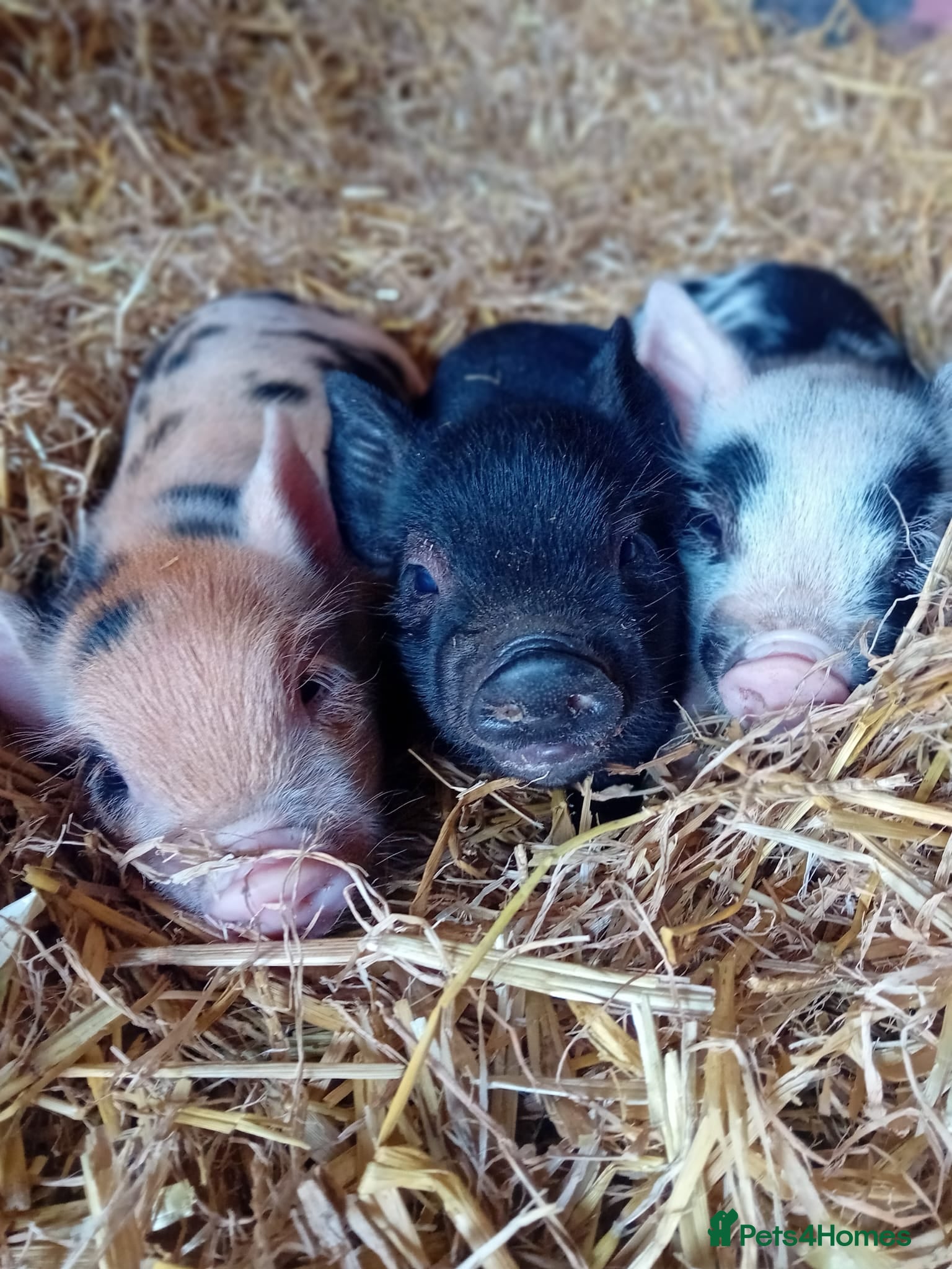 Pig livestock Super cute micro/mini and juliana pigs - Advert 1