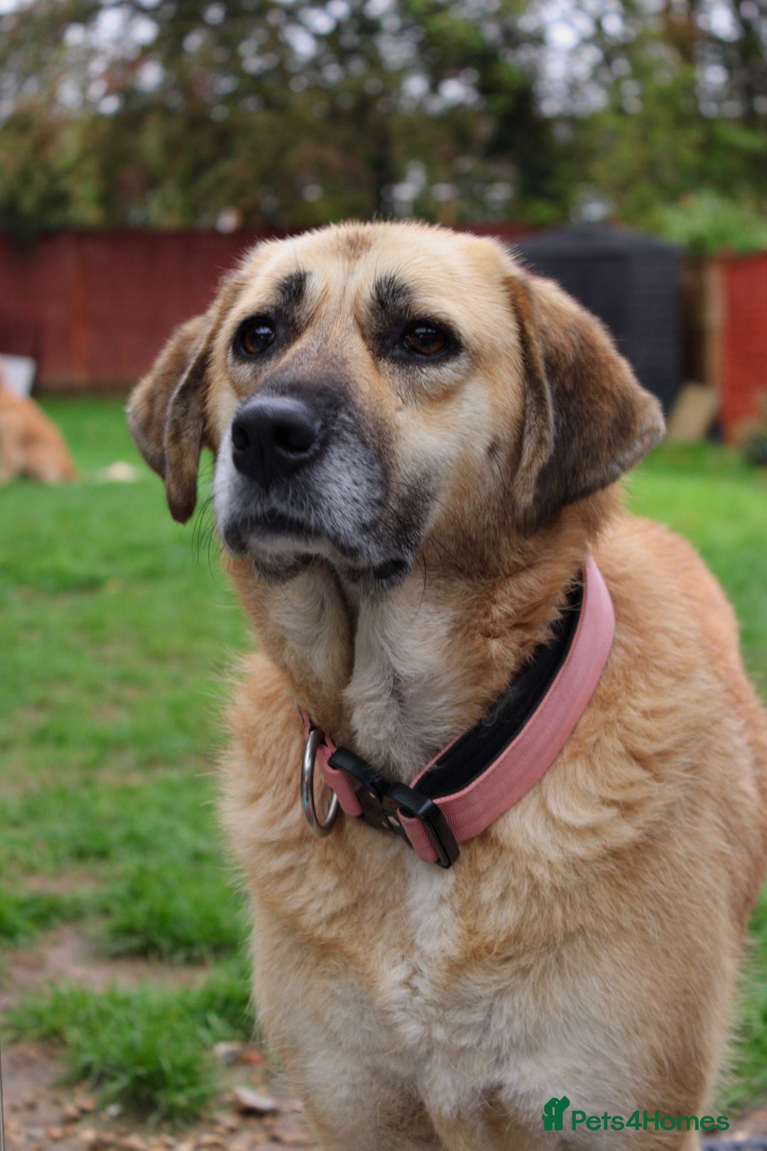 Mixed Breed dogs for adoption: 💖 Gentle Joky is waiting for her forever home! - Advert 2