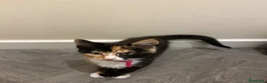 Domestic Shorthair Kitten 1