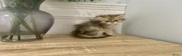 Persian cats for sale: Doll Faced Persian kittens  - Advert 7