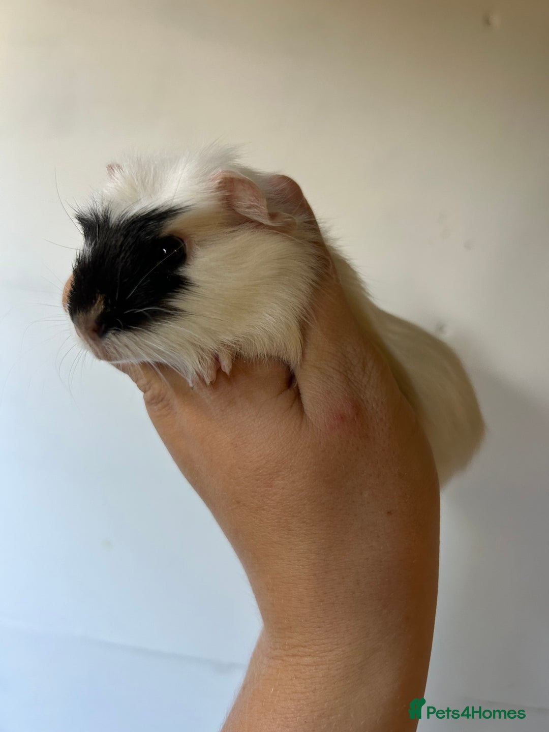 Guinea Pig rodents for sale: Beautiful Baby Guineapig For sale - Image 9