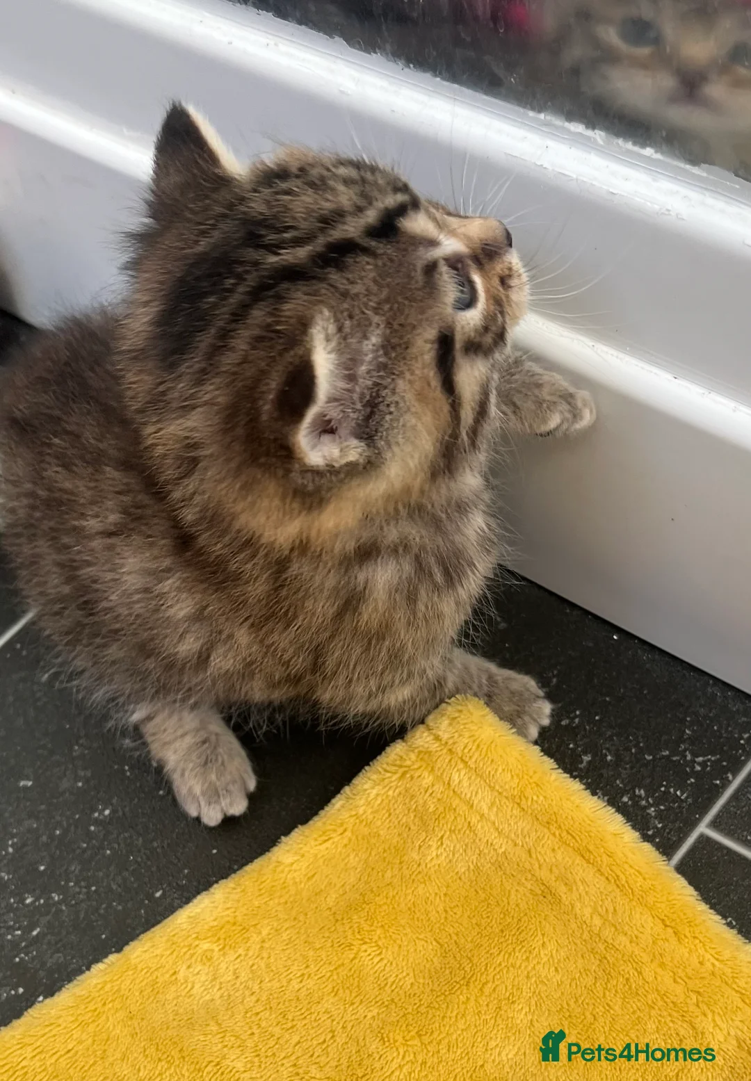 Mixed Breed cats for sale: ALL 4 KITTENS ARE NOW IN THEIR FOREVER HOMES ❤️ - Advert 5