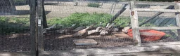 Ducks poultry for sale: POL Indian Runner Ducks - Advert 2