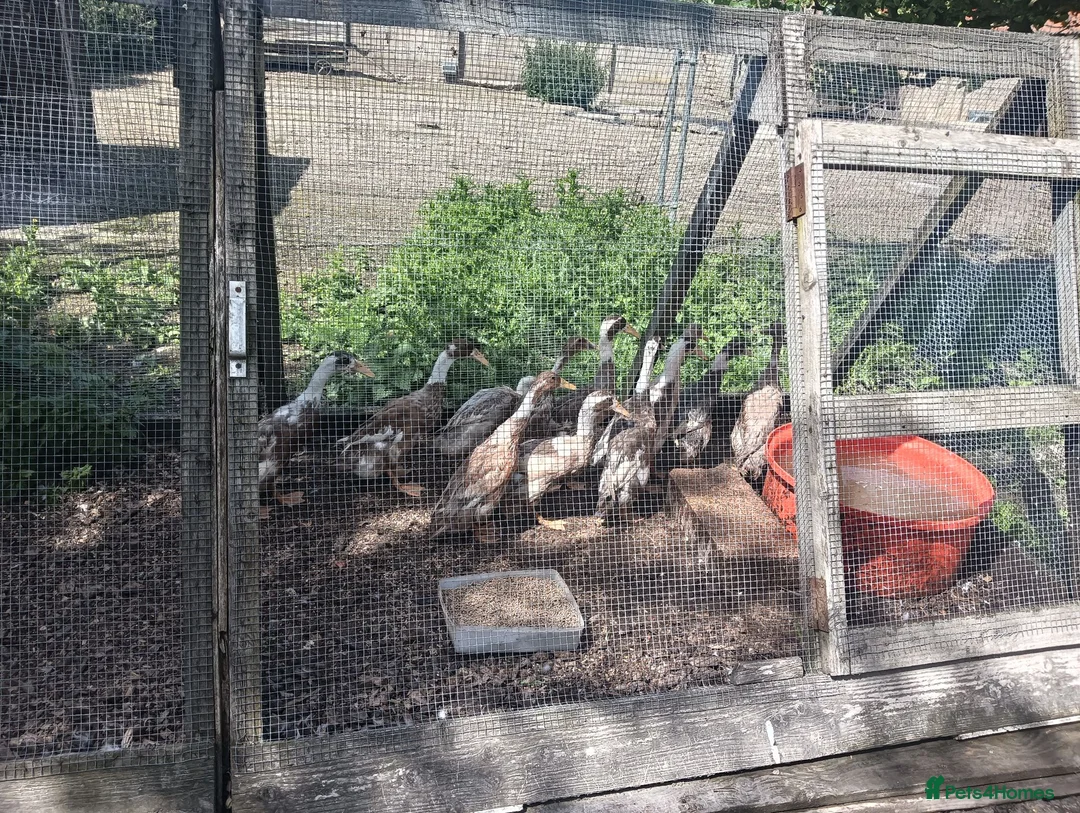 Ducks poultry for sale: POL Indian Runner Ducks - Advert 2
