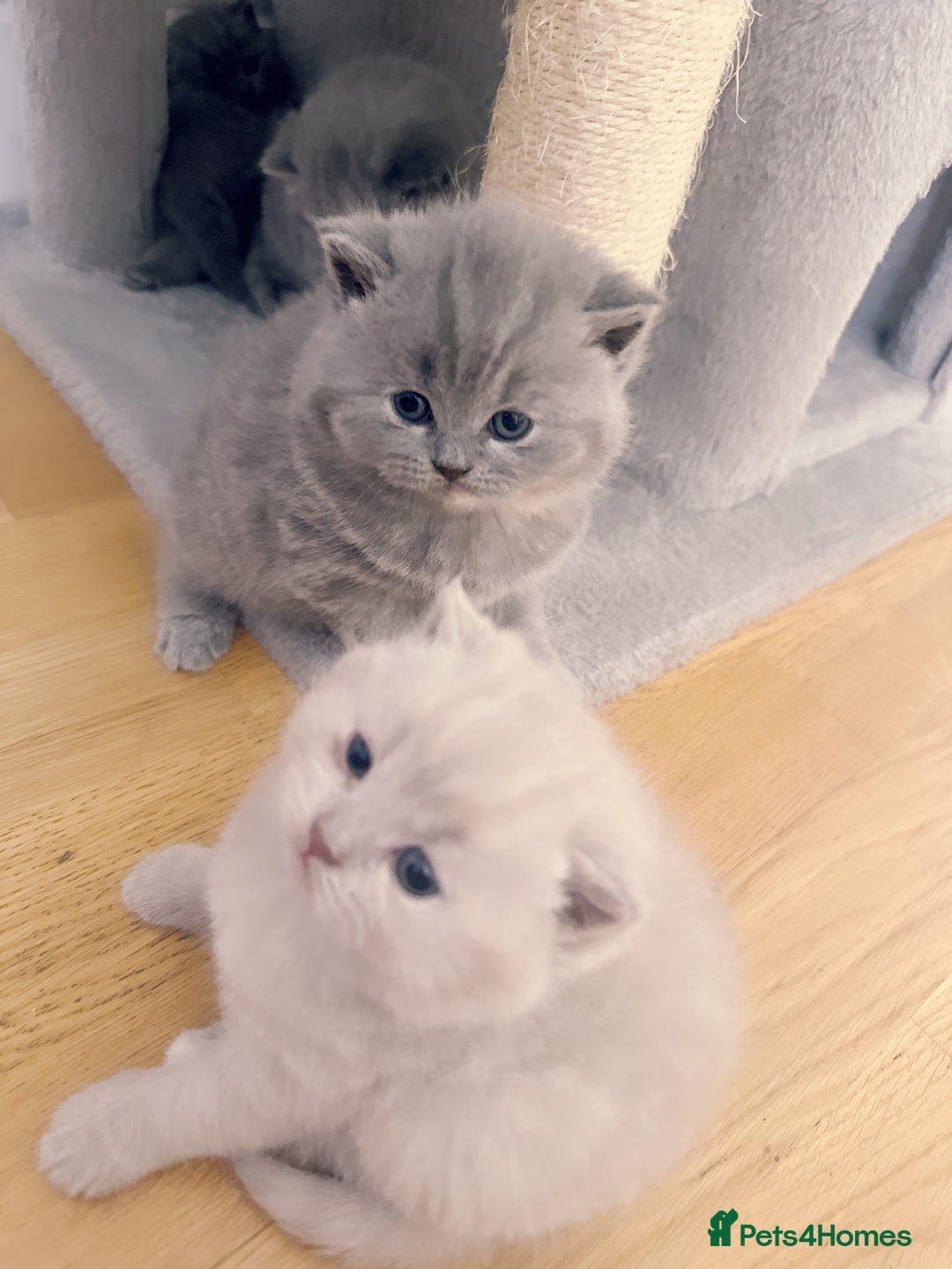 British Shorthair cats for sale: 2 female British short hair - Advert 19