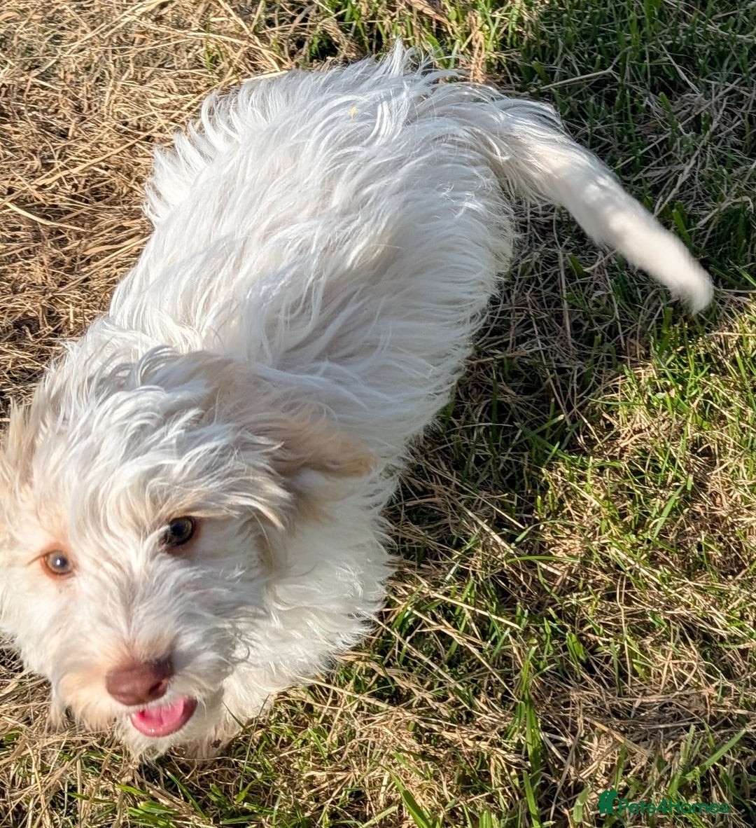 Cockapoo dogs for sale: Licensed breeder, health tested F1 cockapoos in Rugby - Image 4