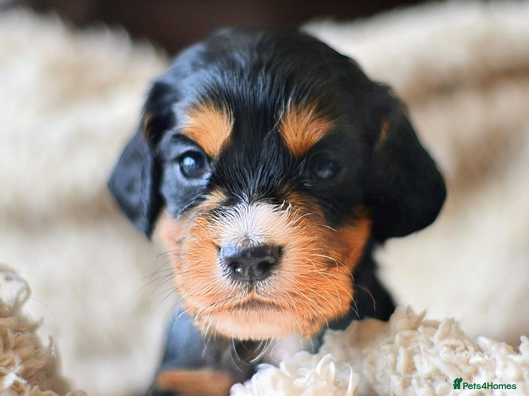 Cocker Spaniel dogs for sale: Stunning KC Cocker Spaniels DNA & EYE-checked - Image 5