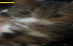 Mixed Breed cats for sale: female kitten - Image 2