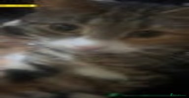 Mixed Breed cats - Advert 12