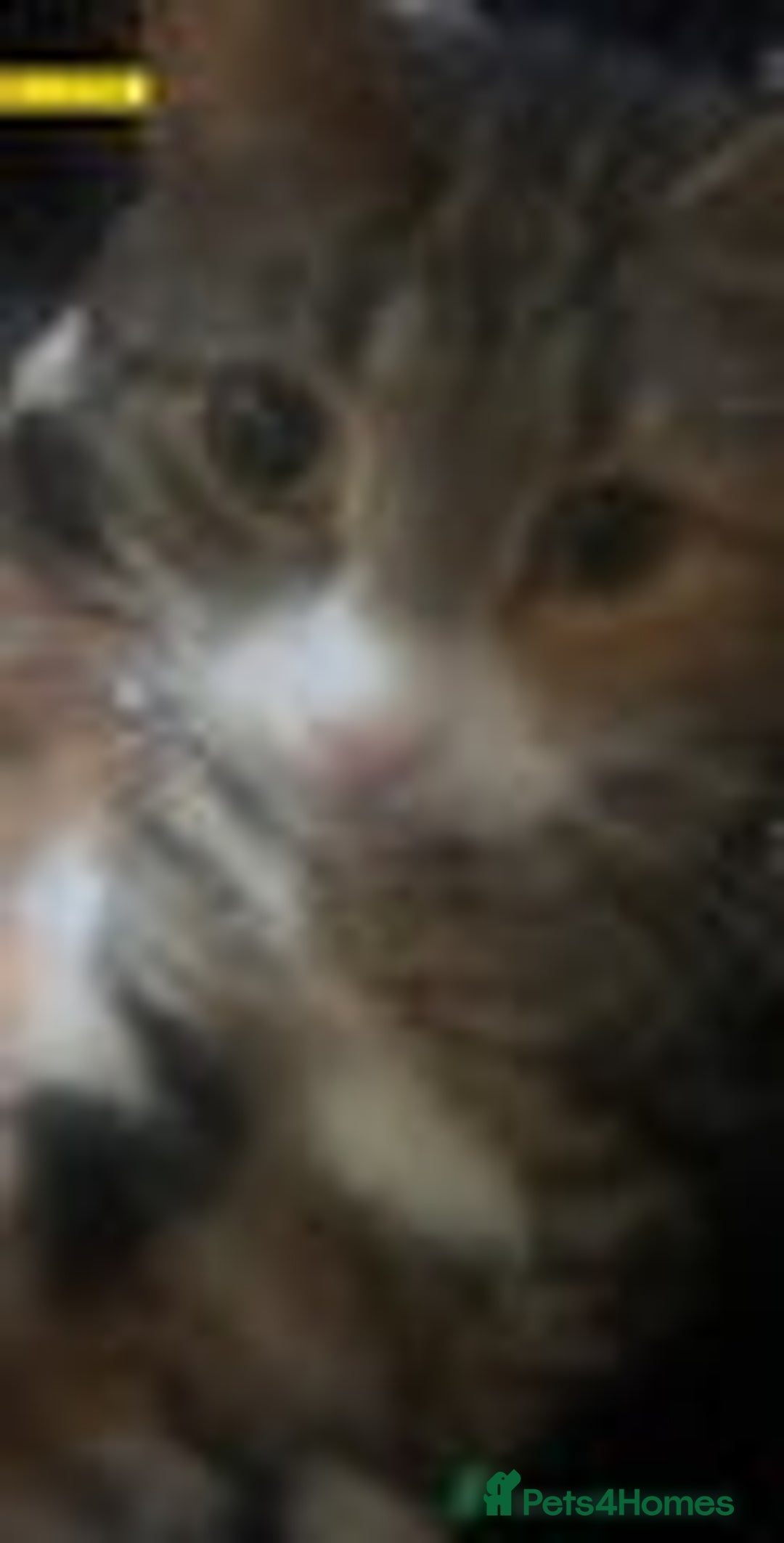 Mixed Breed cats for sale: female kitten - Image 2
