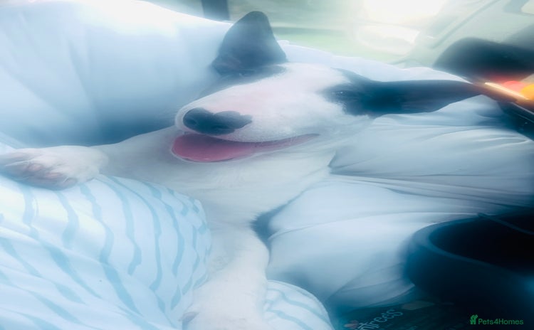 Bull Terrier dogs KC reg male pup - Advert 10