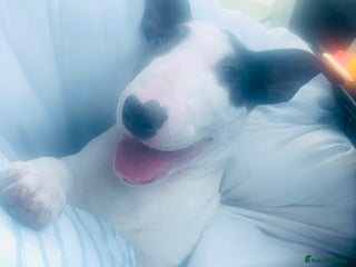 Bull Terrier dogs KC reg male pup - Advert 1
