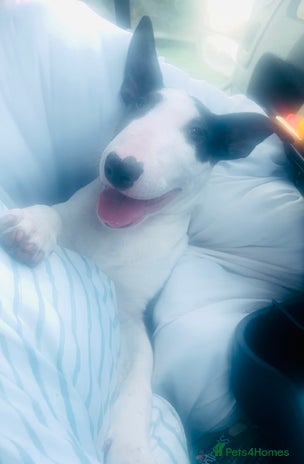 Bull Terrier dogs KC reg male pup - Advert 1