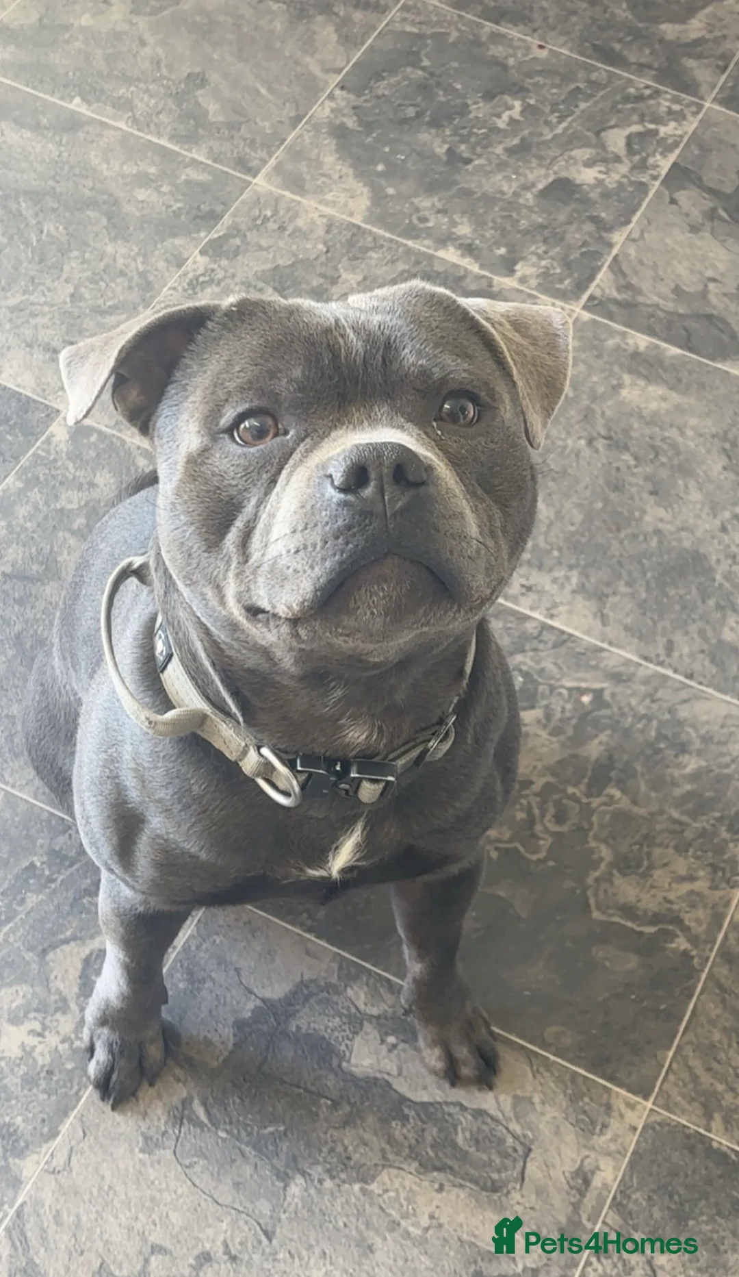 Staffordshire Bull Terrier dogs for sale: Two year old Staffordshire bull terrier for sale. - Advert 2