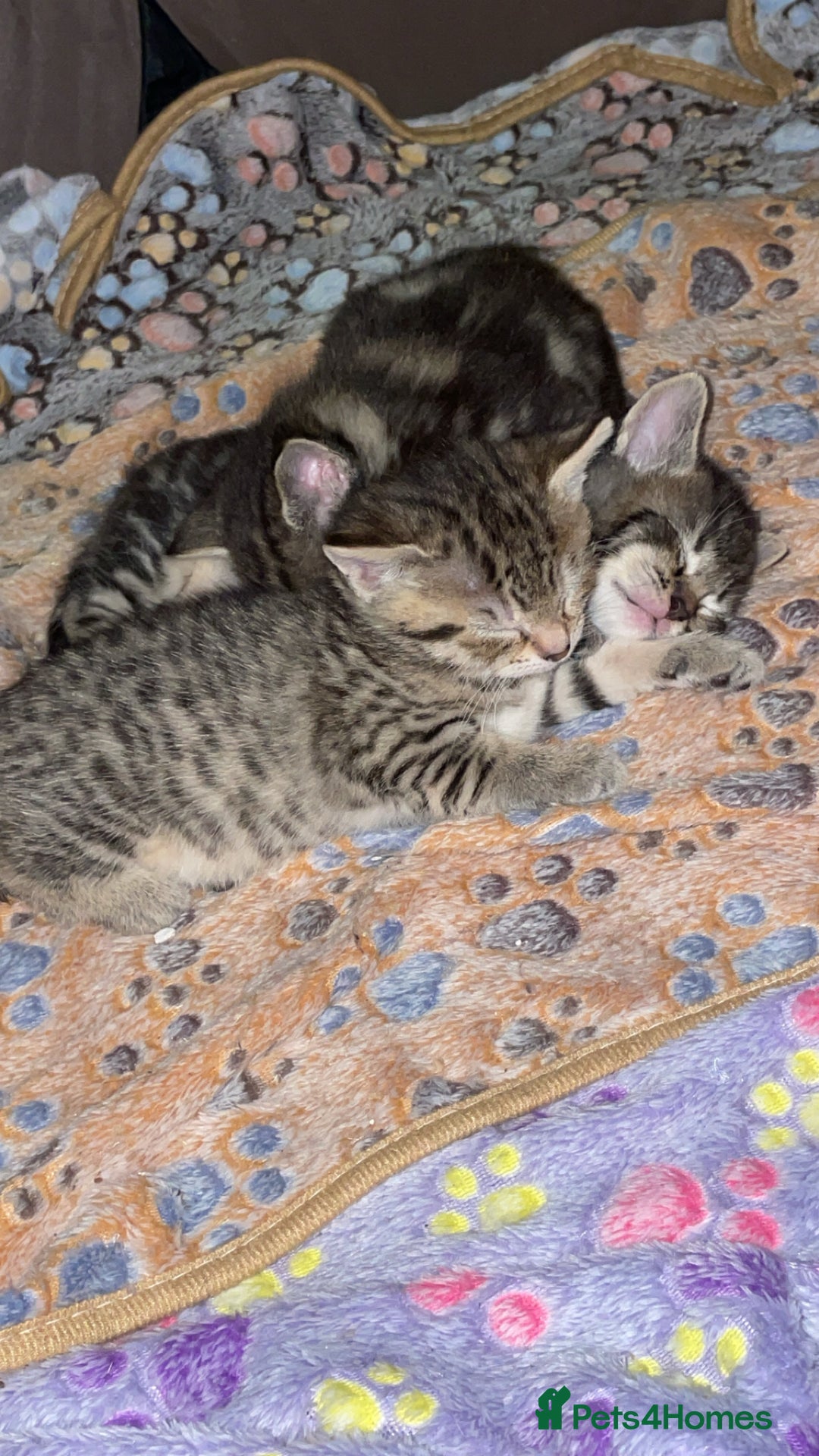 Mixed Breed cats for sale: Kittens For Sale  - Advert 12