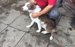 Border Collie dogs for sale: Farm bred border collie pups - Image 6