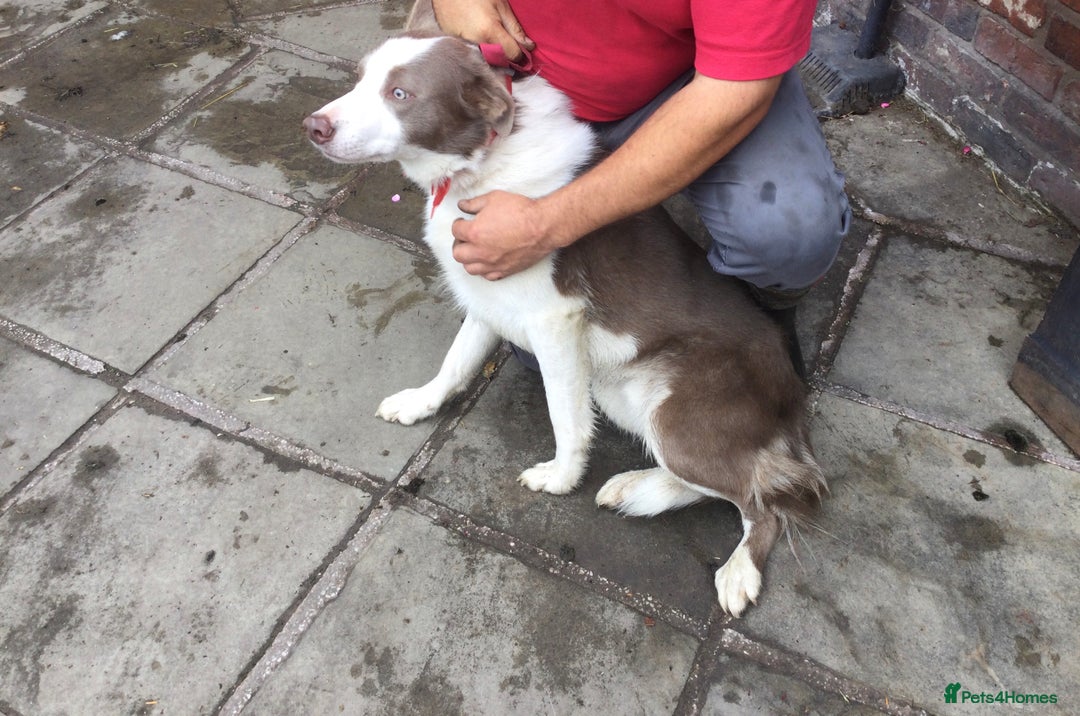 Border Collie dogs for sale: Farm bred border collie pups - Image 6
