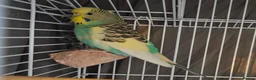 Budgerigars birds for sale: Young male and female bonded budgies - Advert 4
