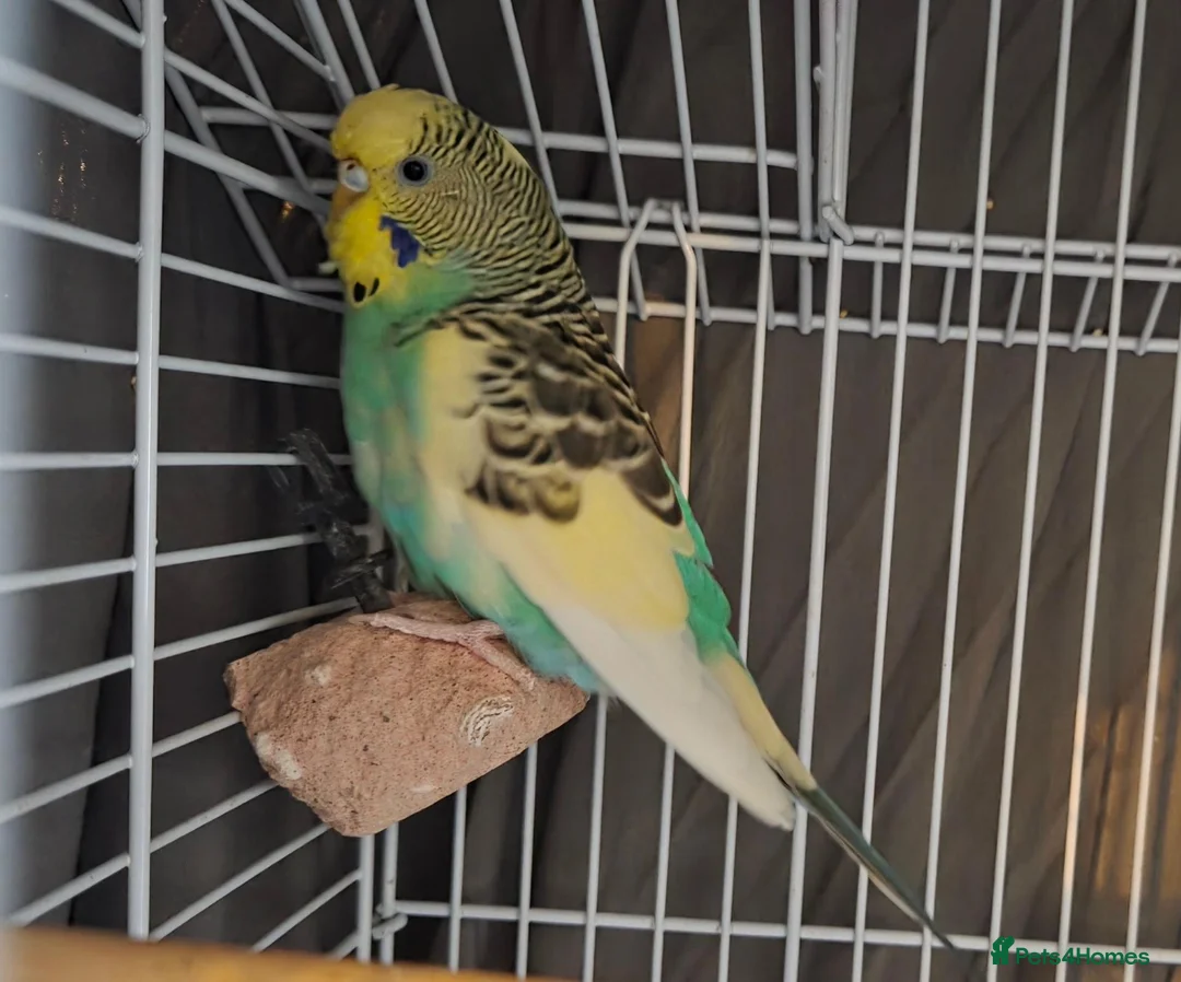 Budgerigars birds for sale: Young male and female bonded budgies - Advert 4