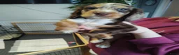 Cocker Spaniel dogs for sale: Cocker spaniel  - Advert 4