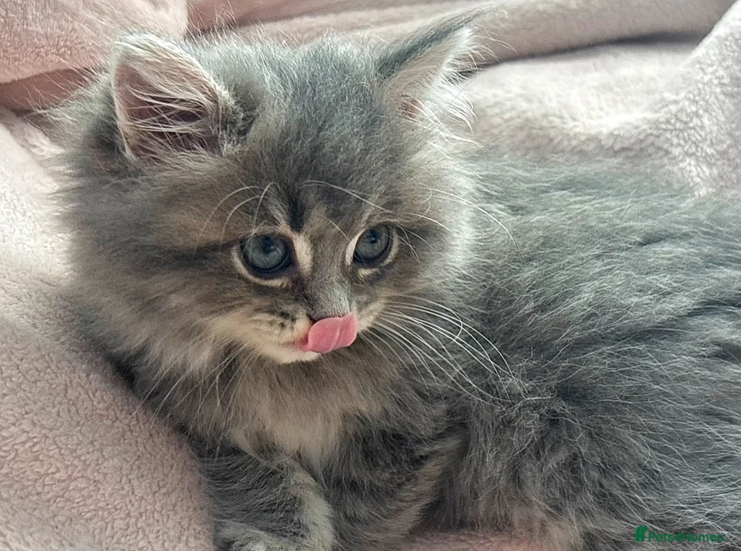 Scottish Fold cats for sale: Absolutely stunning Scottish straight kittens  - Advert 2
