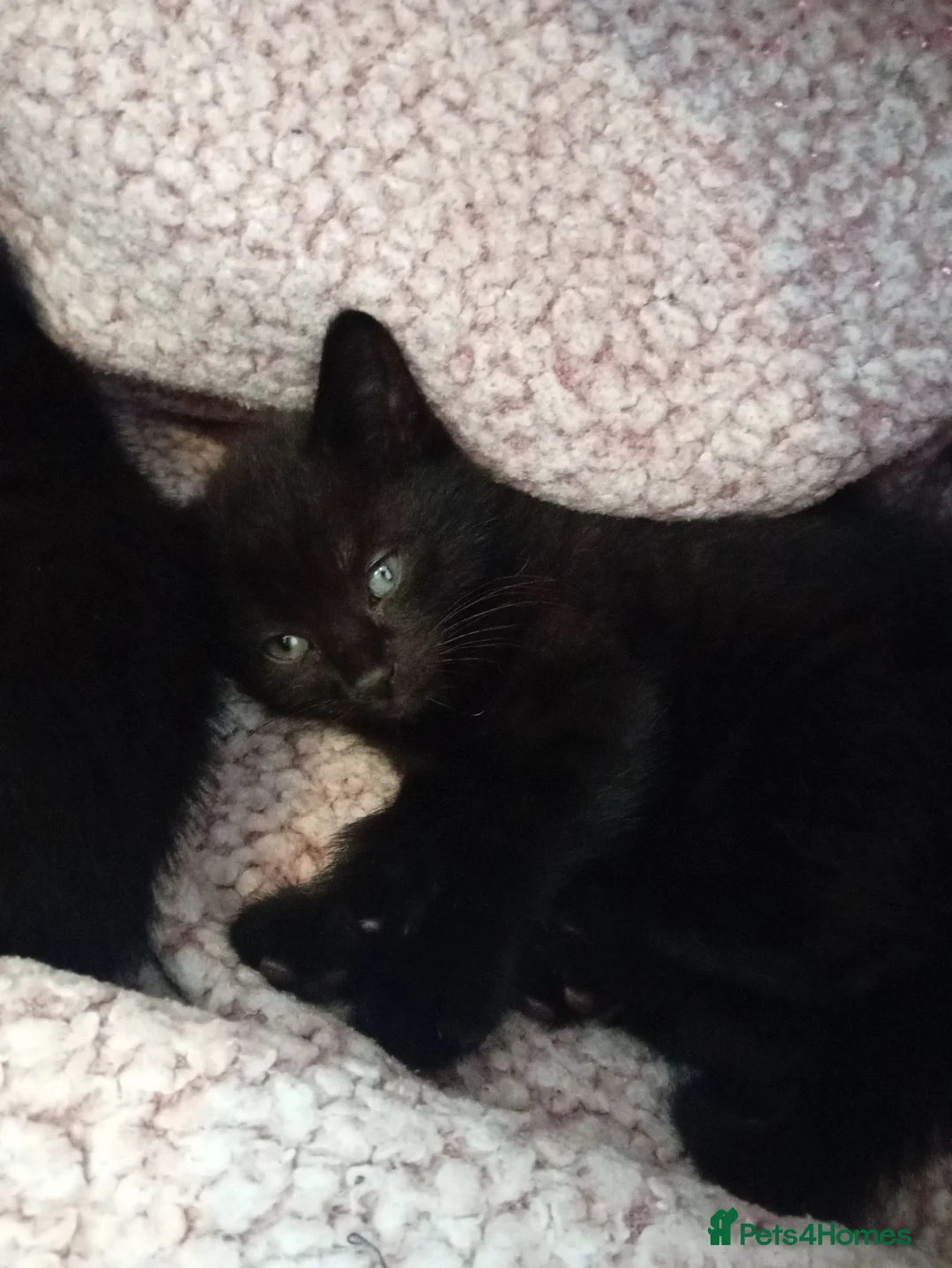 Mixed Breed cats for sale: 1 girl and 1 boys back kittens  - Advert 2
