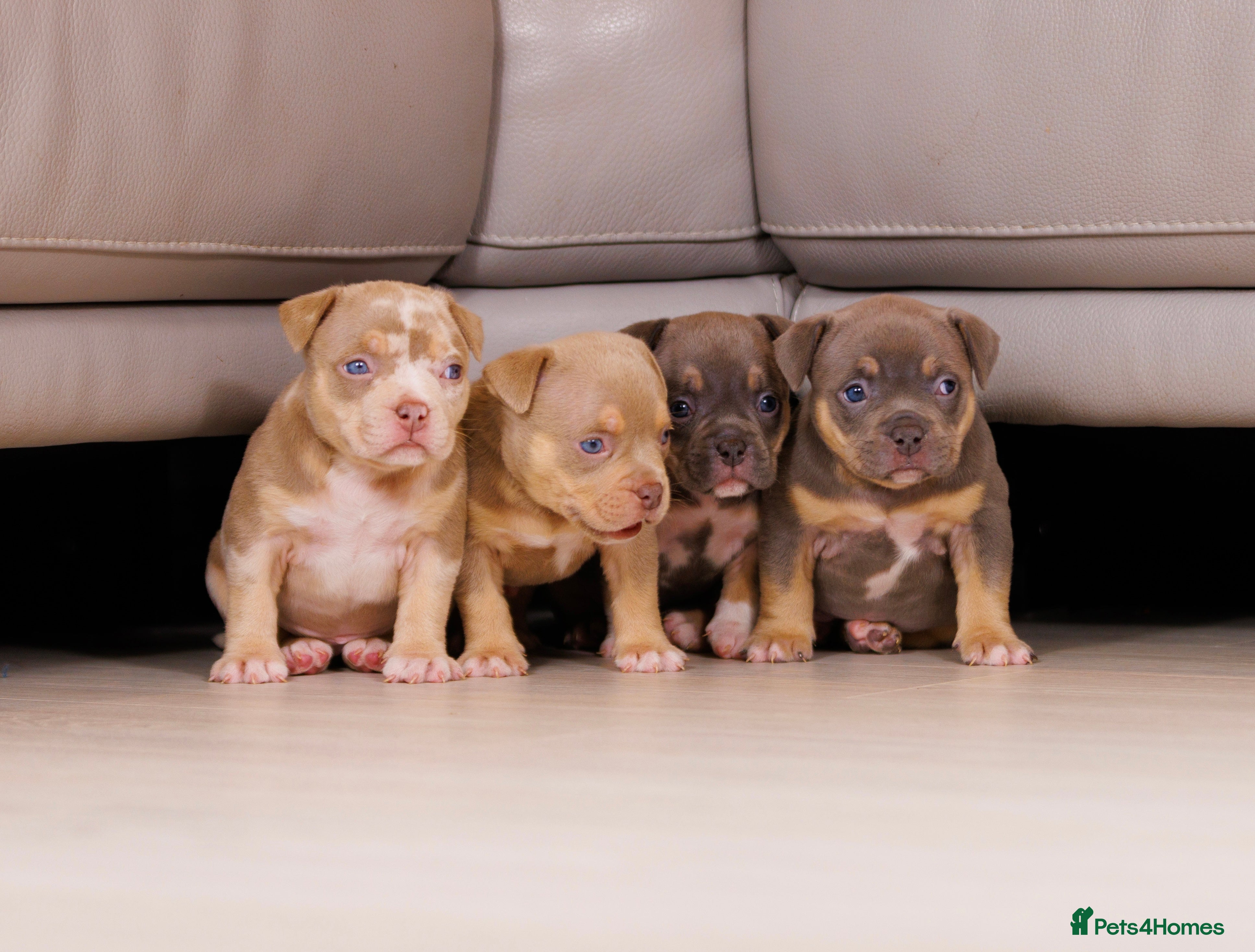 American Bully dogs Top Tier American Pocket Bullies for SALE!! - Advert 2
