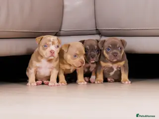 American Bully dogs Top Tier American Pocket Bullies for SALE!! - Advert 2