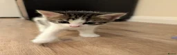 Mixed Breed cats for sale: Five Beautiful Female Kittens in Oxford - Advert 11