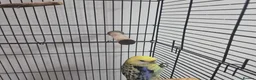 Parrots birds for sale: Pale rosetta  - Advert 4