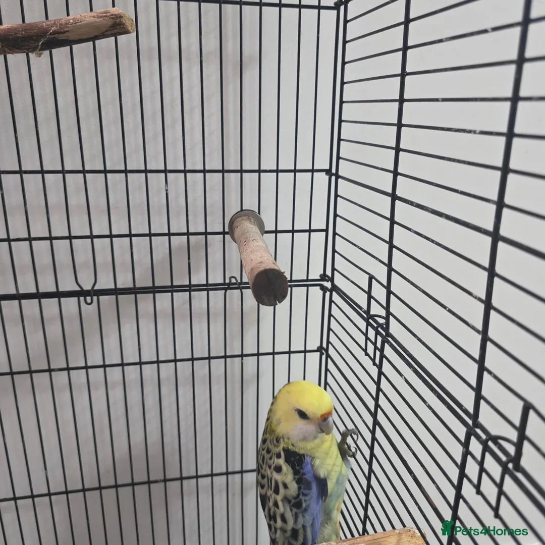 Parrots birds for sale: Pale rosetta  - Advert 4
