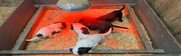 Sprocker dogs for sale: Beautiful Sprocker Spaniels - Advert 16
