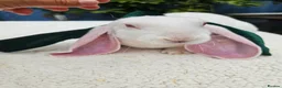 Rex rabbits for sale: Luxury Velveteen Lops  - Advert 10