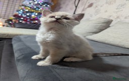 Ragdoll cats for sale: Ragdoll kitten  - Advert 4