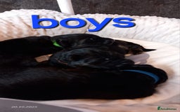 German Shepherd dogs for sale: Excellent Long-Haired German Shepherd Puppies-KC - Image 4