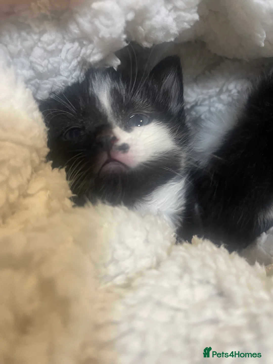 Mixed Breed cats for sale: Lovely boy & girl - Advert 5