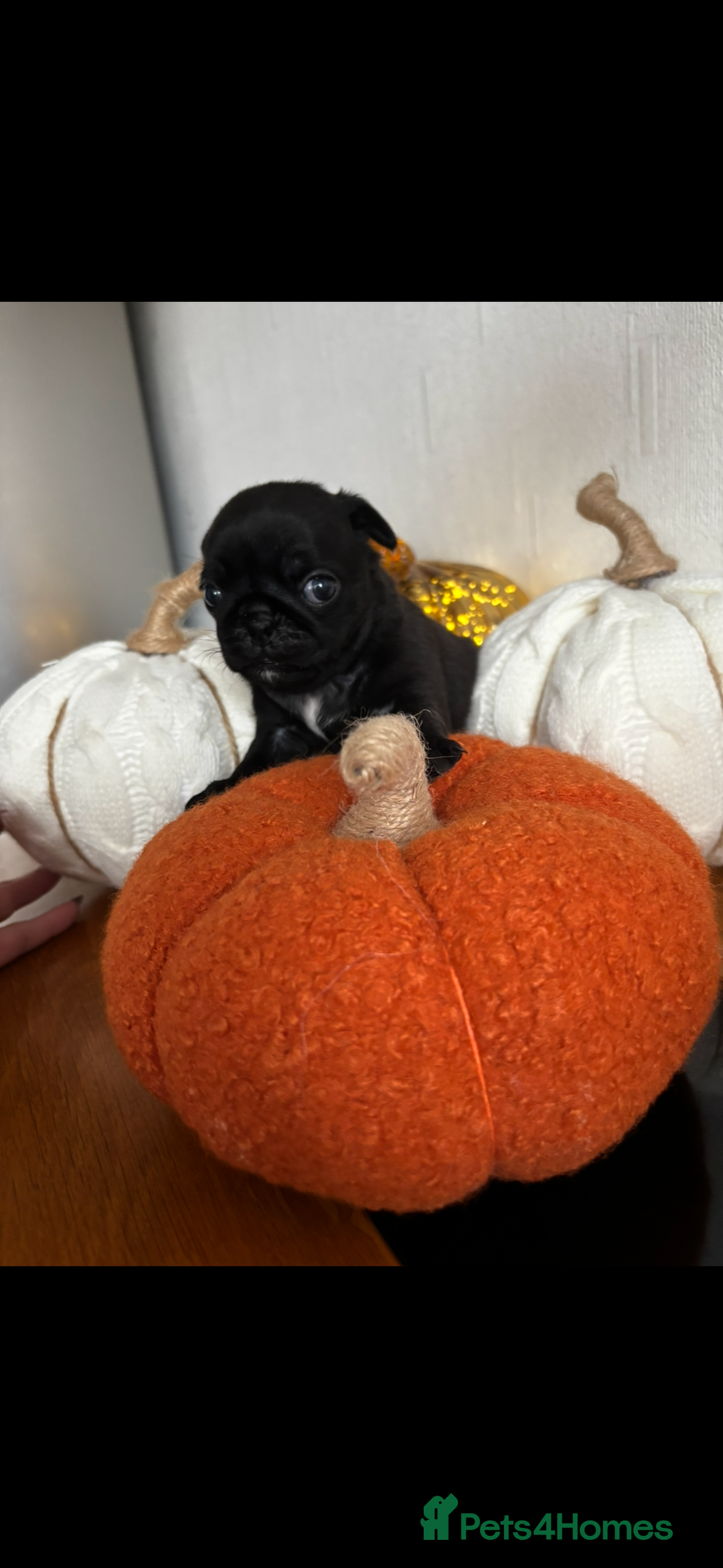 Pug dogs for sale: Beautiful Pugs  - Image 5