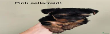 Yorkshire Terrier 3