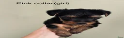 Yorkshire Terrier dogs for sale: Tiny Yorkshire terrier puppies  - Advert 5