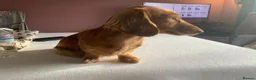 Dachshund dogs for sale: Long hair miniature Dauchhound femal - Advert 2