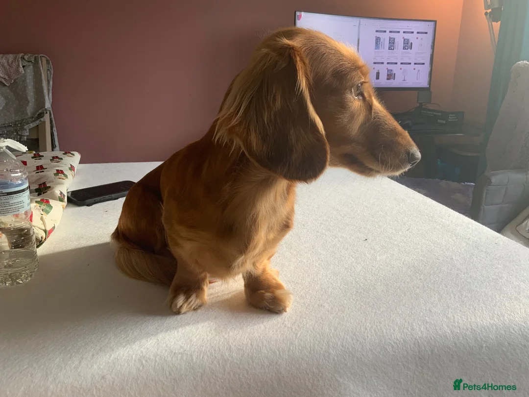 Dachshund dogs for sale: Long hair miniature Dauchhound femal - Advert 2